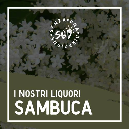 Liquore_12_sambuca